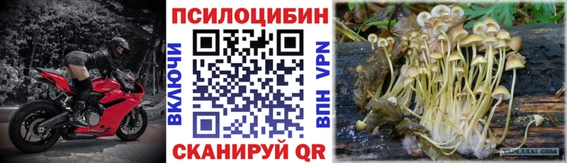 Купить где  Олонец  Псилоцибиновые грибы Cubensis 